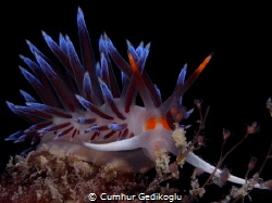 Cratena peregrina by Cumhur Gedikoglu 